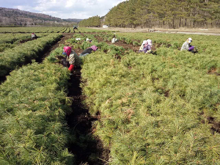 苗圃工人正在紧张有序地起苗.jpg