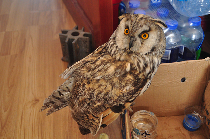 DSC_0521.jpg